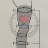 جوراب آنتی آمبولی VA330 - AD سایز XXL